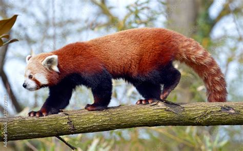 Red Panda Ailurus Fulgens Seen From Profile And Walking On Trunk Tree
