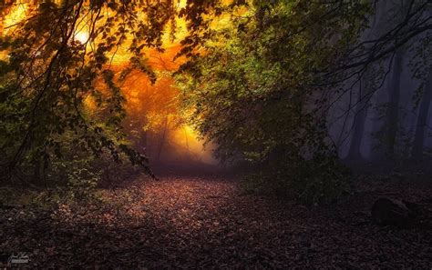 Enchanting Autumn Forests Photography Forest Photography Landscape
