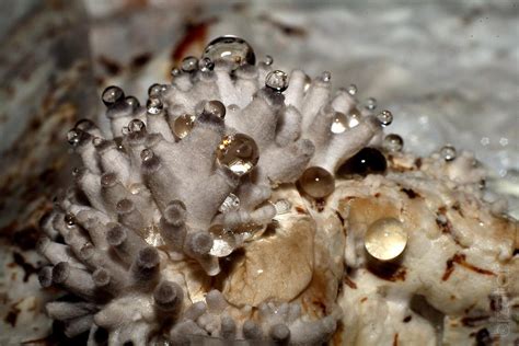 The mycelium of fungi - Buy on www.bizator.com