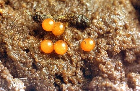 Loew (1850) described this species from poland, probably from poznań. Hop-Root weevil | Pacific Northwest Pest Management Handbooks