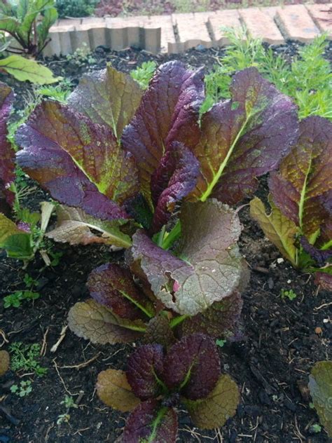 Mustard Greens Red Giant Seeds The Seed Collection