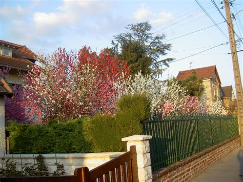 With magnificent double red flowers. Đào Hoa: Ornamental flowering peach trees