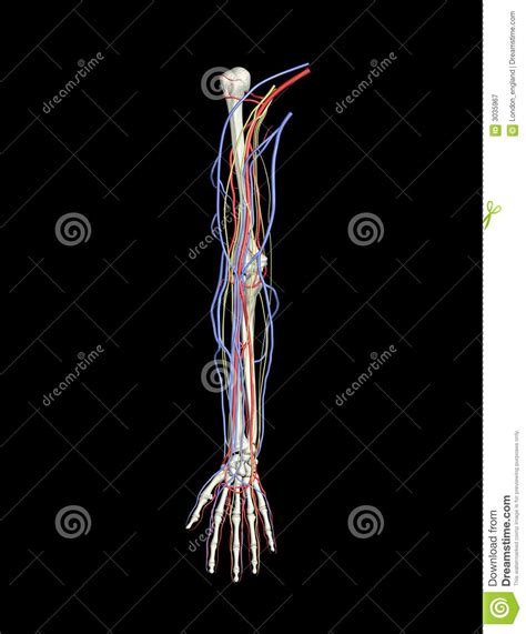 Normal schematic diagram of the. Arm arteries veins nerves stock illustration. Illustration ...