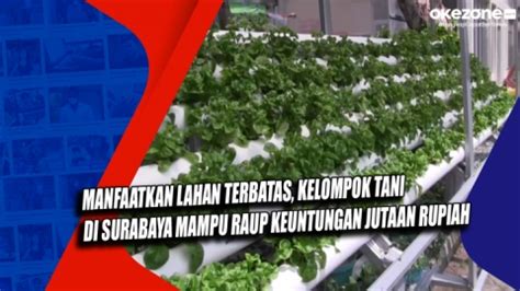 Manfaatkan Lahan Terbatas Kelompok Tani Di Surabaya Mampu Raup