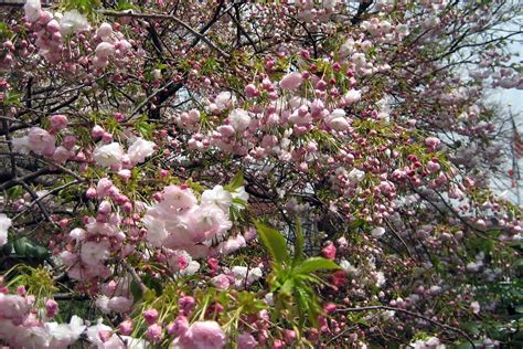 Garden Sakura Promo Code Botanical Brooklyn Venetta Marielle