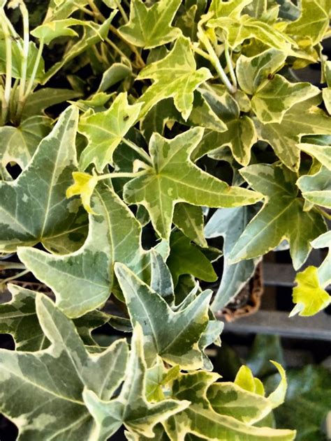 ivy helix hedera english ivy trailing ivy plant white and etsy