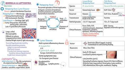 Immunology Microbiology Borrelia And Leptospira Spirochete Draw It