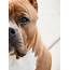 Bully Breed Photos  This Is