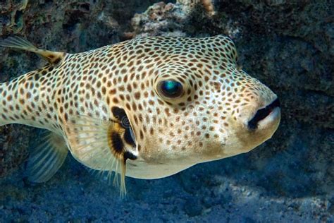 Puffer Fish Arothron Hispidus In The Red Sea Stock Photo Image Of