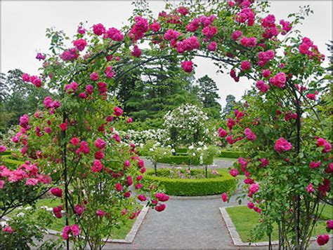We did not find results for: Landscaping design with roses - Wilson Rose Garden