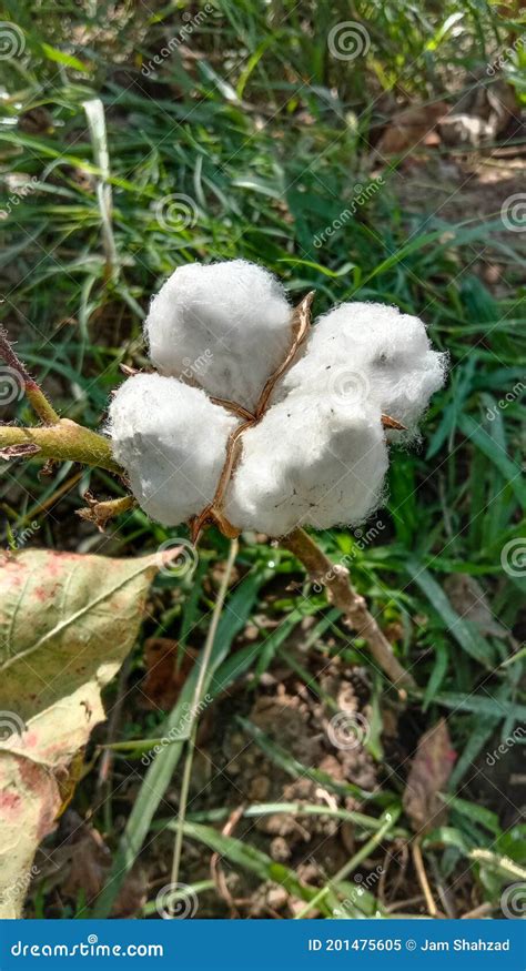 Close Up Of White Cotton Flowerraw Organic Cotton Growing At Cotton