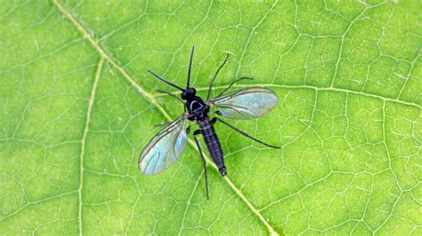 How To Get Rid Of Fungus Gnats Tackle These Tiny Insects Gardeningetc