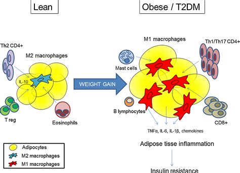 Inflammation As A Link Between Obesity Metabolic Syndrome And Type 2