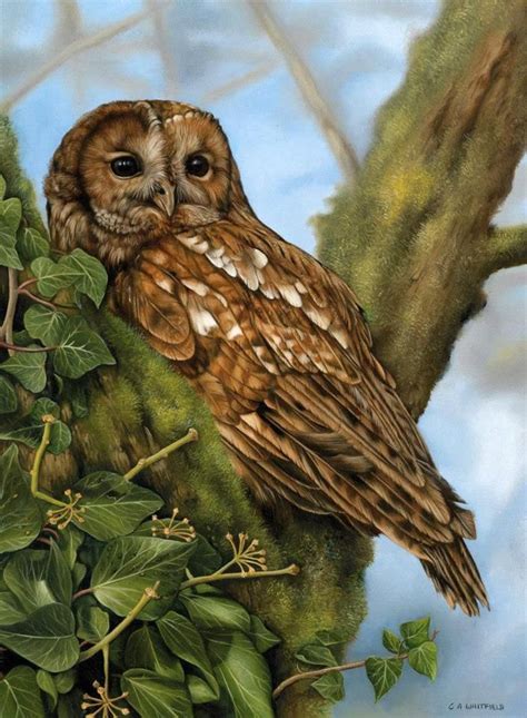 Painting By Carl Andrew Whitfield Beautiful Owl Wildlife Artists