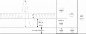 Lung Volumes And Capacities Owlcation Education