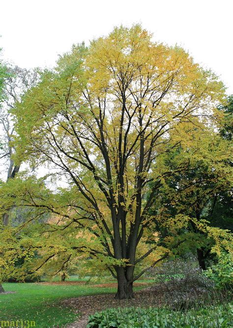 Katsura Tree Cercidiphyllum Japonicum North American Insects And Spiders