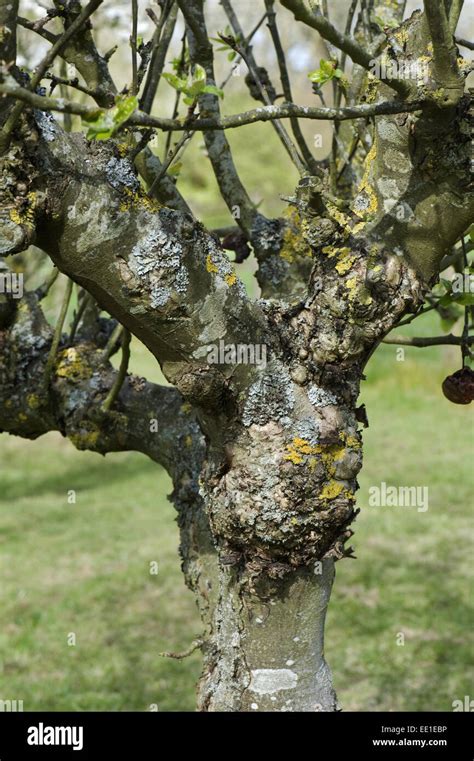 Tree Canker Stock Photos And Tree Canker Stock Images Alamy