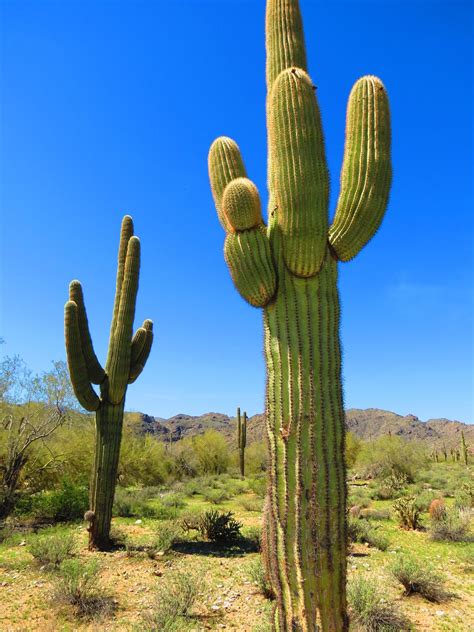 One Of The Key Sights In Arizona Are The Saguaros Photo Mike
