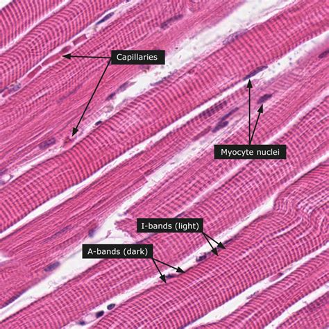 Skeletal Muscle Ls Human Anatomy And Physiology Tissue Biology