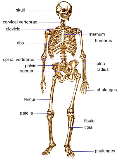 Our human skeletal system is made up of about 300 bones at birth. City Distributers: Human Bones and Muscles