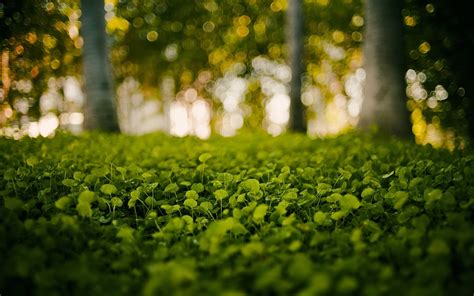 Green Nature Grass Bokeh Blurred Background