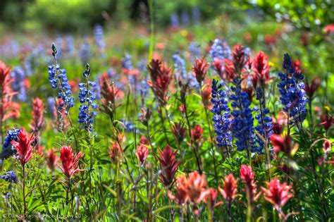 Colorados Best Wildflowers Hikes Are In Steamboat Springs Flowers