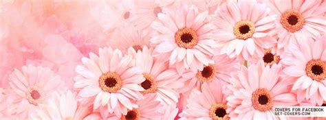 Pink Daisies Facebook Covers Facebook Profile Covers Facebook
