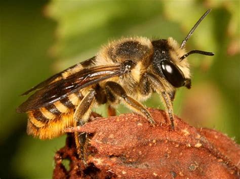 If provoked, bees attack in a swarm to sting the player and inflict poison. Factsheet - Megachile bees