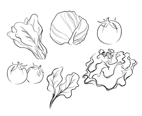 Vegetables Drawing Vector Illustration 531950 Vector Art At Vecteezy