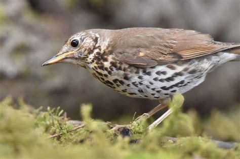 How To Attract Thrushes To Your Garden Expert Tips Learn Bird