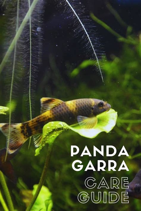 Panda Garra Complete Care Guide Garra Fish Care Panda