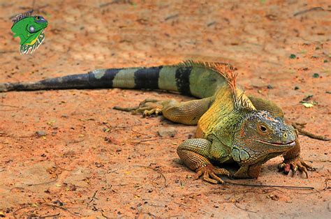 Where To Buy Pet Reptiles Online - Strictly Reptiles