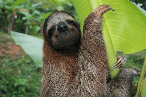 Three Toed Sloth Critterfacts