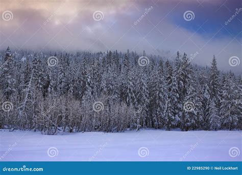 Snowy Treeline Stock Photo Image Of Conifer Forest 22985290