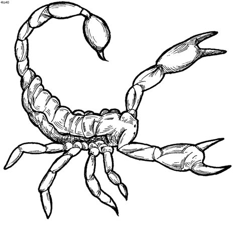 Free Scorpion Drawing Download Free Scorpion Drawing Png Images Free