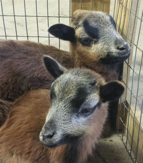 The Long Island Game Farm Welcomes Three Baby American Blackbelly Sheep