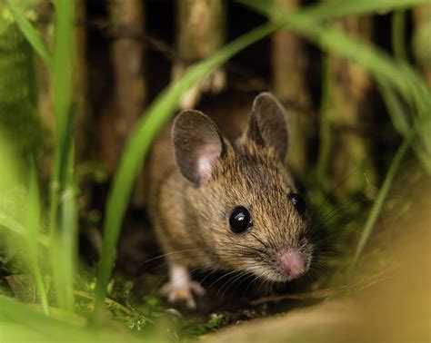 Peekaboo Field Mouse In Garden Photograph By Martin Tosh Pixels