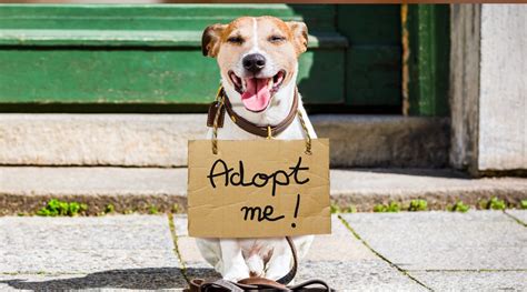 If for any reason your adoption doesn't work out as planned, we encourage you to return your pet to the palm springs animal shelter. Pet Adoption 101 | Vetsource