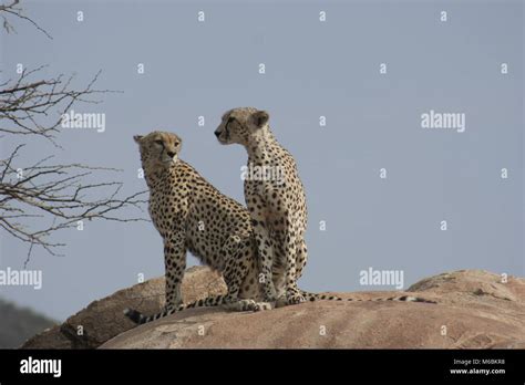 La Foto De Los Leones Fue Tomada En La Reserva Nacional De Masai Mara Fotos E Im Genes De Stock