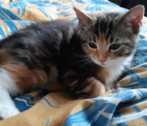 Adorable Cute Female Kitten For Sale Ukpets