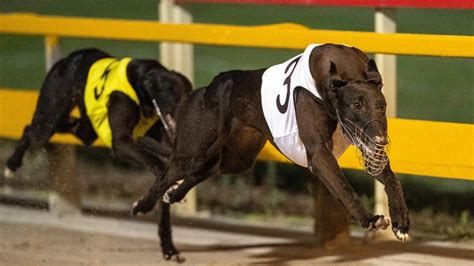 Albion Park Trots And Greyhound Tracks On Move For Olympics Racenet