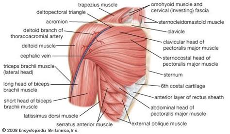 Choose from 500 different sets of flashcards about neck muscles human anatomy shoulder on quizlet. human muscle system | Shoulder muscle anatomy, Muscle ...