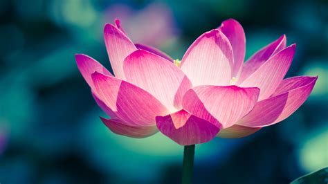Close Up Pictures Of Lotus Flowers In 4k 3840x2160 Pixels For Wallpaper