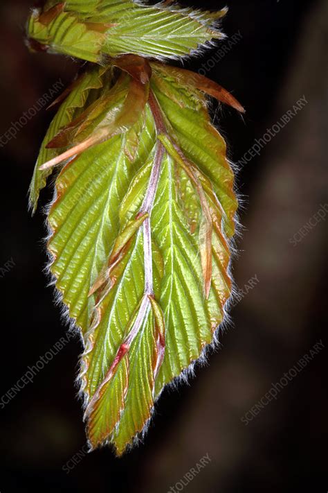 European Beech Leaves Fagus Sylvatica Stock Image B7400829 Science Photo Library