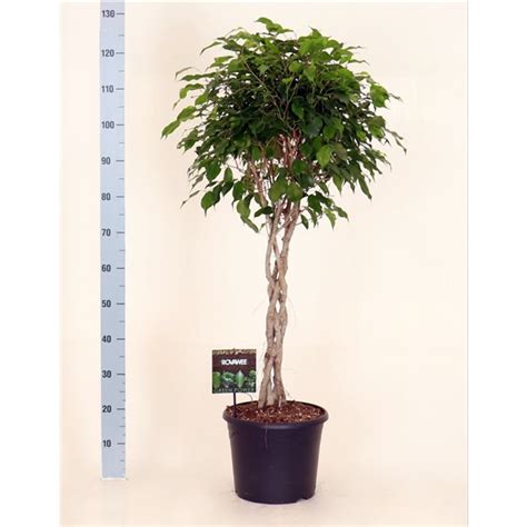 Ficus Benj Exotica Gevlochten Stam FEGP30120 FloraXchange