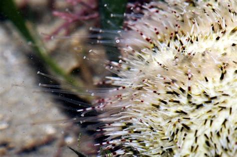 Amazing Sea Urchin Tube Feet Liana Flickr