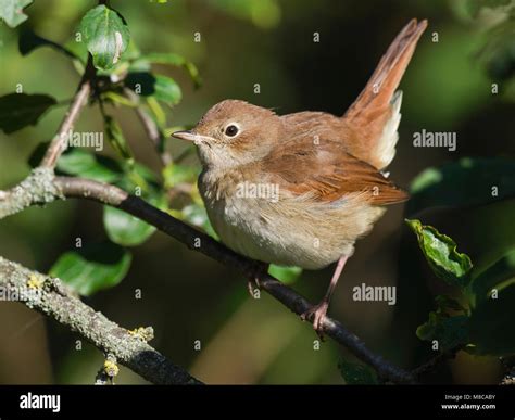 Common Nightingale Luscinia Megarhynchos Stock Photo Alamy