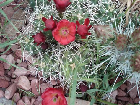 Cactus And Yucca Rebel Cactus Bloom Season