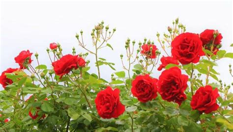 8 Manfaat Bunga Mawar Bagi Kesehatan Dan Kecantikan Kulit Yang Wajib
