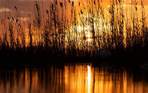 Download Wallpaper 2560x1600 Lake Reeds Sunset Dusk